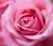 Pink Rose