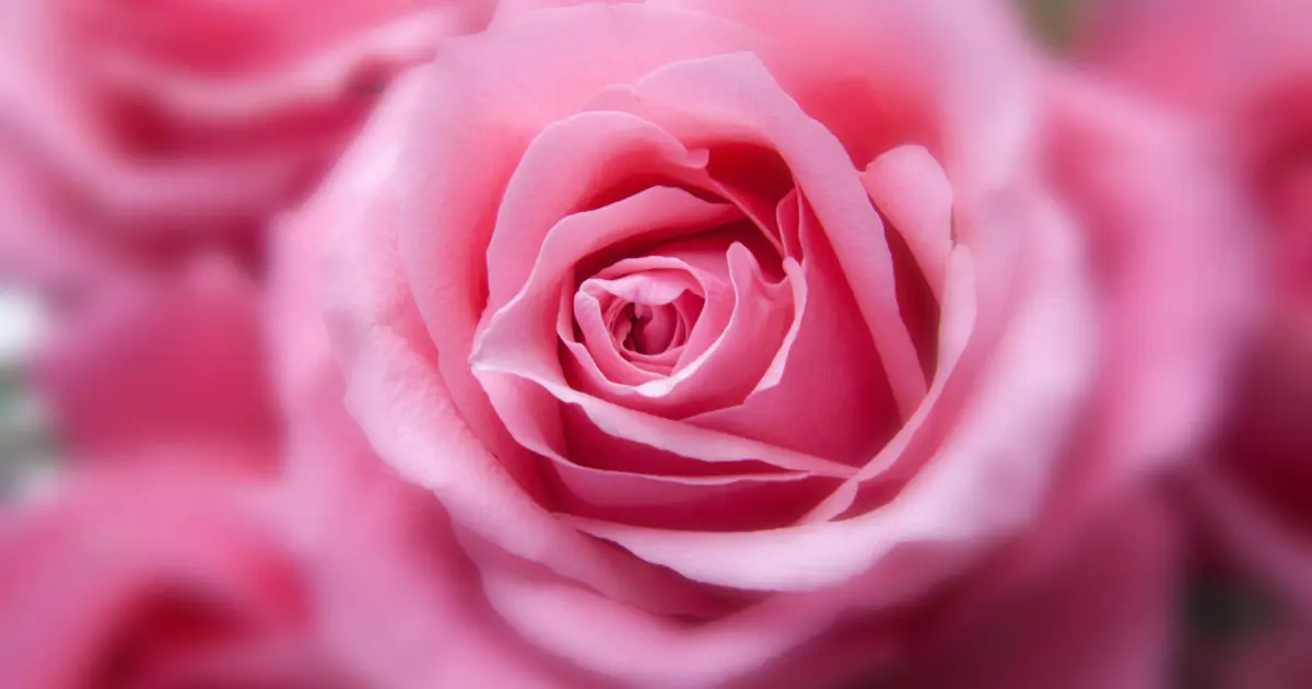 Pink Rose